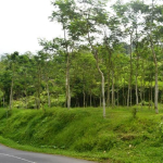 tanah1