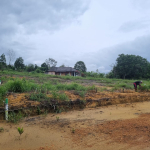 IMG-20250113-WA0077(1)